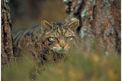 Scottish wildcat stalking through pine forest, Scotland. 