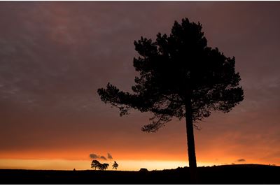 Scots pine silhouetted at sunrise, Scotland. 