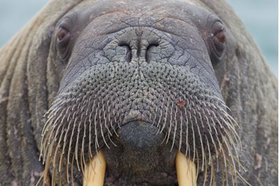 Walrus close up, Svalbard, Norway.. 