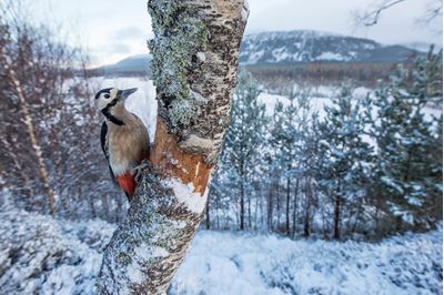 Great spotted woodpecker in snowy woodland, Glenfeshie, Scotland.  
