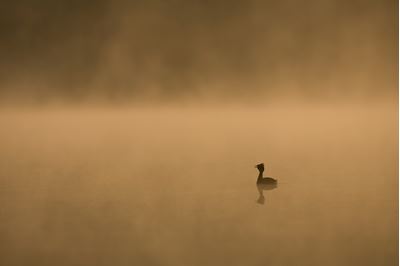 Slavonian grebe on misty lochan at dawn, Scotland. 
