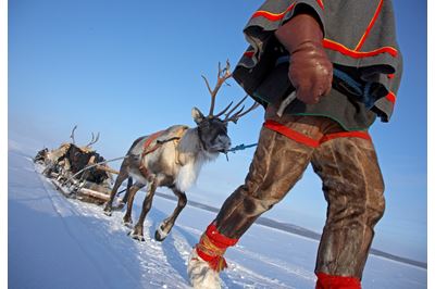 Pathfinder Lapland, Sami ecotourism operator leading convoy of reindeer across tundra in winter, Lapland, Sweden. 