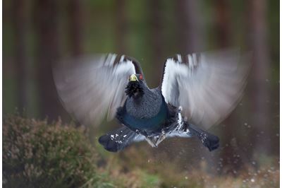 Capercaillie male flying in pine forest, Scotland. 