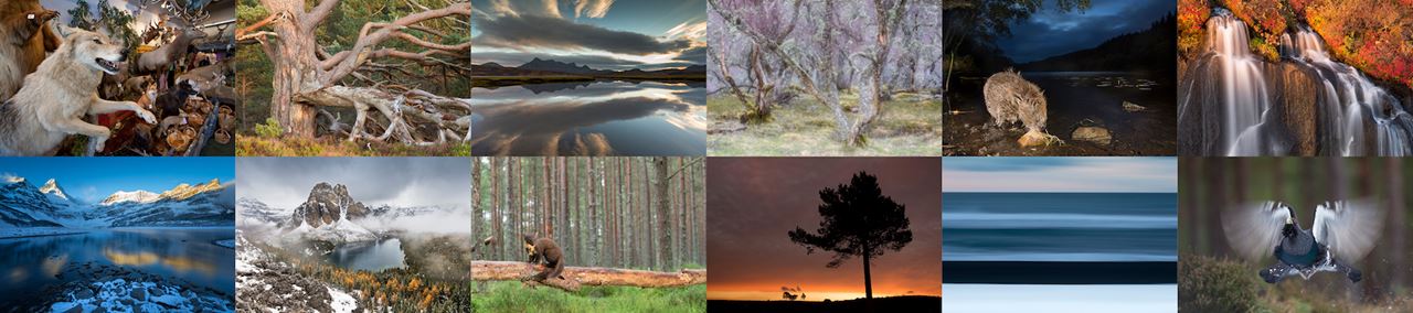 Sample images from the extensive image library covering a wide range of wildlife and landscape subjects from across the UK and northern Europe