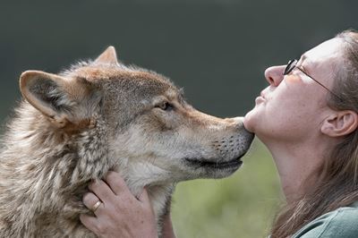 Woman and wolf at wolf education cetre, Reading, England. 