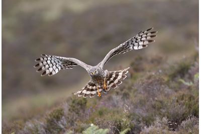 Hen harrier adult female bringing in prey to nest, Sutherland, Scotland 
