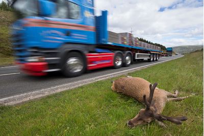 Dead red deer stag on side of A9 road, Drumochter Pass, Scotland. 