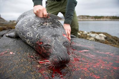 Recently shot common seal being prepared for skinning, Nord-Trondelag, Norway. 