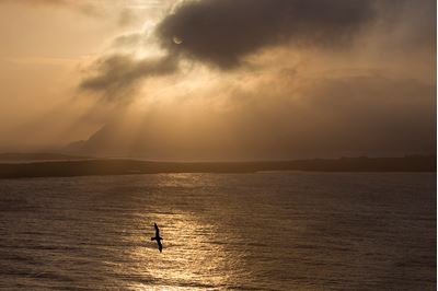 Fulmar in silhouette against stormy sea, Shetland. 