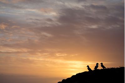 Atlantic puffin trio silhouetted at sunrise, Fair Isle, Scotland. 