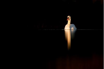 Mute swan in late evening light, Fife. 