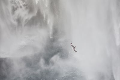 Fulmar flying through waterfall, Iceland. 