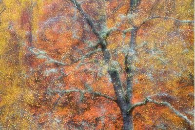 Autumnal birch woodland, Cairngorms National Park, Scotland. 