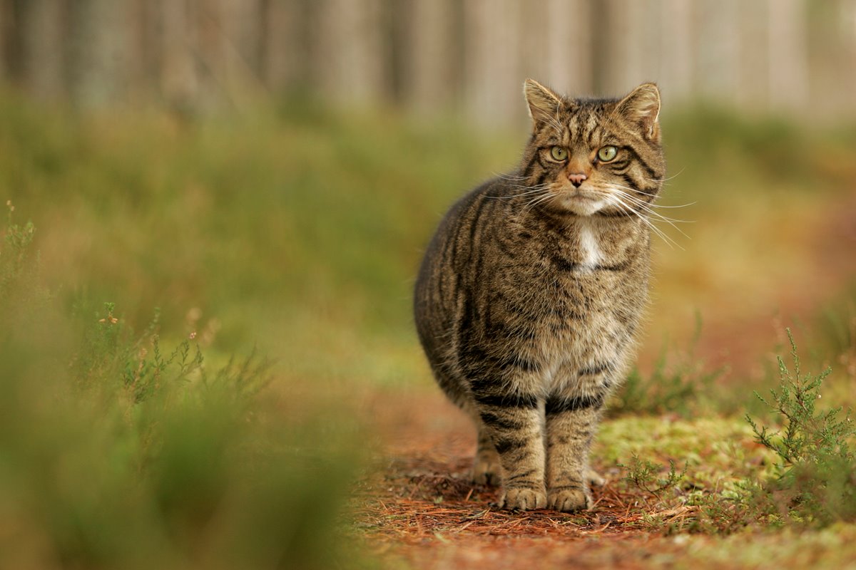 Scottish Wildcat - - Scottish Wildcat - The Highland Tiger