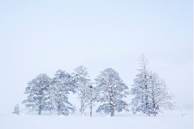 Scots pines in deep winter, Rothiemurchus, Cairngorms NP, Scotland. 