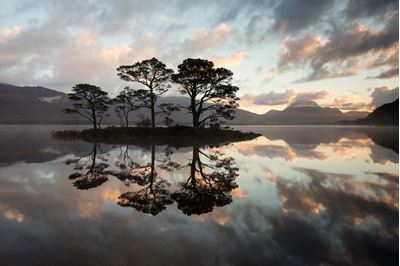 Scots pines silhouetted at sunrise, Loch Maree, Scotland. 