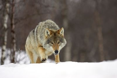 European wolf in snow-laden boreal birch forest, Nord-Trondelag, Norway.(c) 