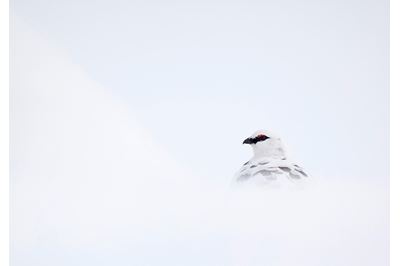 Ptarmigan in winter plumage, Cairngorms NP, Scotland. 