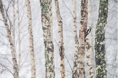Great spotted woodpecker in birch forest in winter, Scotland. 