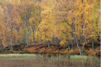 Autumnal birch woodland, Craigellachie NNR, Scotland. 