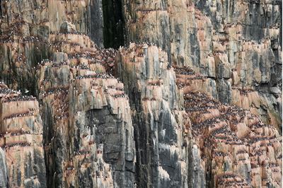 Cliffs laden with breeding Brunnich's guillemots, Alkefjellet, Svalbard, Norway. 