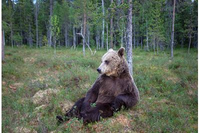 European brown bear, Suomassalmi, Finland. 