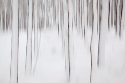 Abstract of winter pine forest, Inshriach, Scotland. 