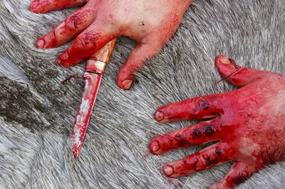Close up/abstract of hunter's bloodied hands as he starts to skin recently shot elk, during annual elk hunt, Flatanger, Nord-Trondelag, Norway. 