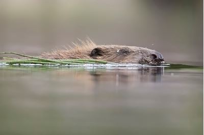 European beaver swimming across forest lochan, Knapdale Forest, Argyll, Scotland. 