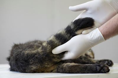Scottish Wildcat roadkill victim being examined to establish genetic purity.  
