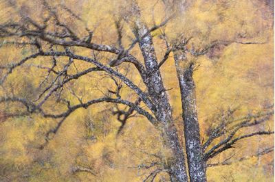 Autumnal birch blowing in the wind, Glen Strathfarrar, Scotland. 